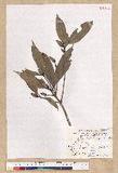 Machilus psendolongifolia Hayata 