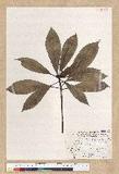 Machilus philippinense Merr. ߻