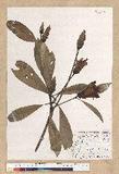 Machilus psendolongifolia Hayata 