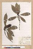 Machilus psendolongifolia Hayata 