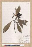 Machilus psendolongifolia Hayata 