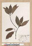 Machilus zuihoensis Hayata 