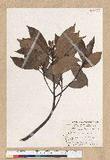 Machilus zuihoensis Hayata 