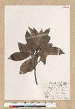 Machilus zuihoensis Hayata 
