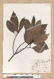 Machilus zuihoensis Hayata 