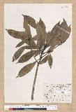 Machilus psendolongifolia Hayata 