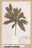Machilus psendolongifolia Hayata 