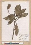 Machilus psendolongifolia Hayata 