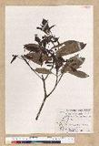 Machilus psendolongifolia Hayata 