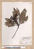 Machilus japonica Siebold et Zucc. var. kusanoi (Hayata) Liao j