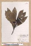Machilus japonica Siebold et Zucc. var. kusanoi (Hayata) Liao j