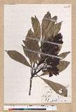 Machilus japonica Siebold et Zucc. var. kusanoi (Hayata) Liao j