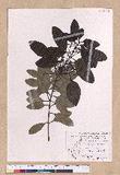 Cinnamomum tenuifolium Sugimoto forma nervosum (Meissn.) Hara ѪǮ