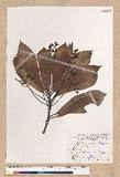Machilus japonica Siebold et Zucc. var. kusanoi (Hayata) Liao j