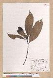 Machilus japonica Siebold et Zucc. var. kusanoi (Hayata) Liao j