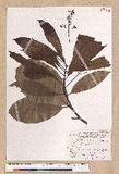 Machilus japonica Siebold et Zucc. var. kusanoi (Hayata) Liao j
