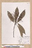 Machilus japonica Siebold et Zucc. var. kusanoi (Hayata) Liao j