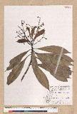 Machilus japonica Siebold et Zucc. var. kusanoi (Hayata) Liao j