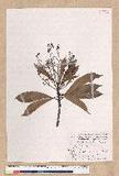 Machilus japonica Siebold et Zucc. var. kusanoi (Hayata) Liao j