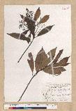 Machilus psendolongifolia Hayata 