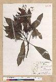 Machilus psendolongifolia Hayata 