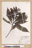 Machilus psendolongifolia Hayata 