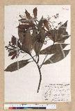 Machilus psendolongifolia Hayata 