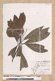 Machilus japonica Siebold et Zucc. var. kusanoi (Hayata) Liao j