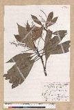 Machilus japonica Siebold et Zucc. var. kusanoi (Hayata) Liao j