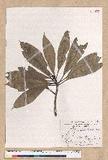 Machilus japonica Siebold et Zucc. var. kusanoi (Hayata) Liao j