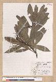 Machilus japonica Siebold et Zucc. var. kusanoi (Hayata) Liao j