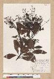 Machilus zuihoensis Hayata 