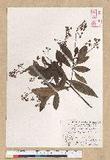 Machilus zuihoensis Hayata 