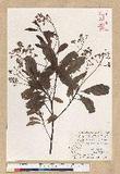 Machilus zuihoensis Hayata 