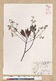 Machilus zuihoensis Hayata 
