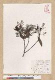 Machilus zuihoensis Hayata 