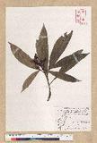 Machilus pseudolongifolia (Hayata) Kost.