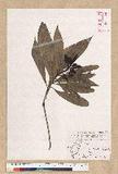 Machilus pseudolongifolia (Hayata) Kost.