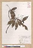 Machilus psendolongifolia Hayata 