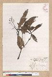 Machilus psendolongifolia Hayata 