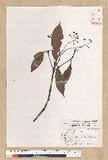 Machilus psendolongifolia Hayata 