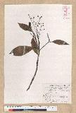 Machilus psendolongifolia Hayata 