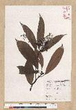 Machilus zuihoensis Hayata var. mushaensis (Lu) Y. C. Liu C()