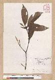 Neolitsea aciculata (Blume) Koidz. var. variabillima (Hayata) J. C. Liao ܸsl