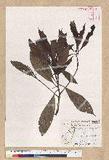 Machilus psendolongifolia Hayata 