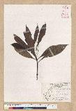 Machilus psendolongifolia Hayata 