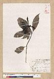 Machilus psendolongifolia Hayata 