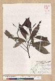 Machilus psendolongifolia Hayata 