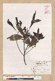 Machilus psendolongifolia Hayata 