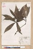 Machilus psendolongifolia Hayata 